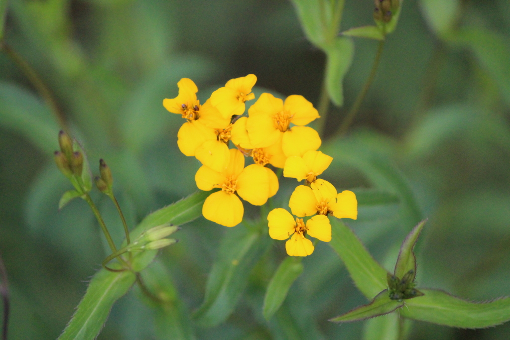 Sweetscented marigold (Tagetes lucida)
