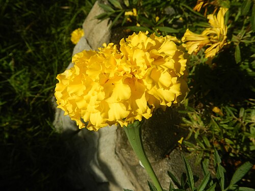 French marigold: Tagetes erecta French Marigold in Bulacan (Note: Judge Florentino Floro, the owner, to repeat, Donor Florentino Floro of all these photos hereby donate gratuito