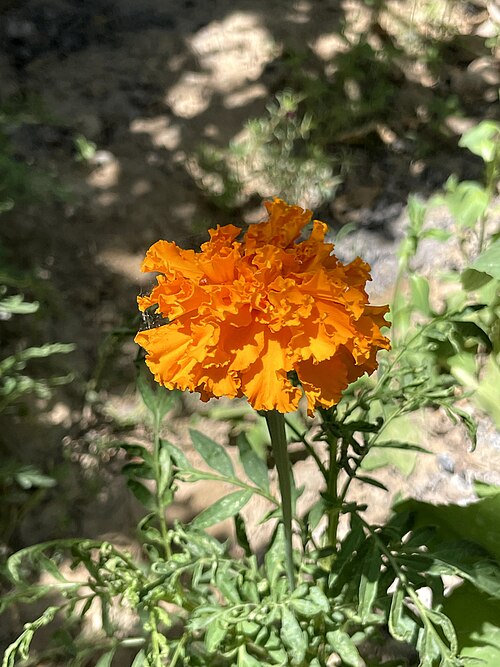 French marigold: African Marigold
