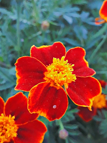 French marigold (Tagetes patula)