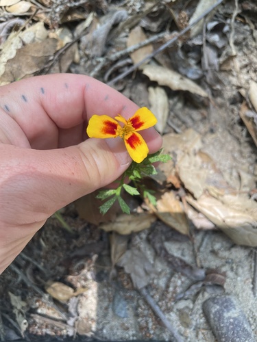 French marigold (Tagetes patula)
