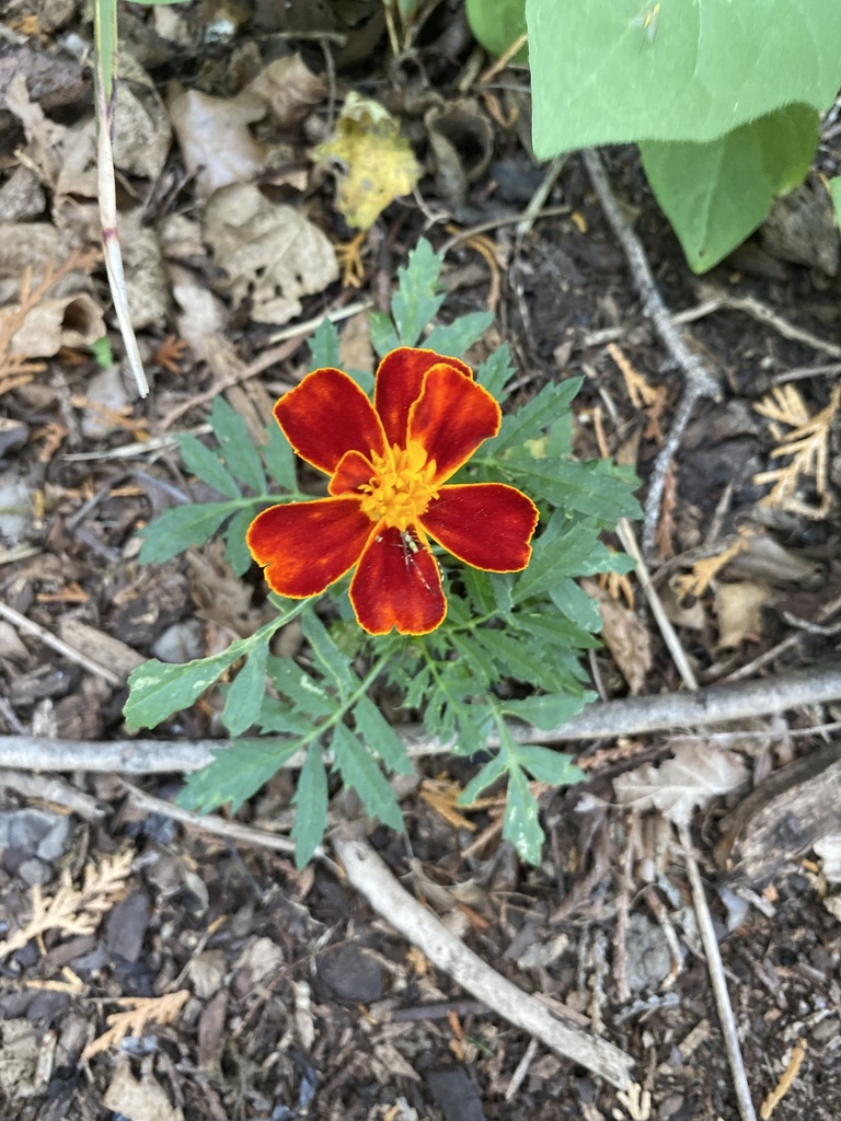 French marigold (Tagetes patula)