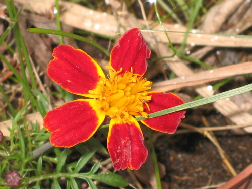 French marigold (Tagetes patula)