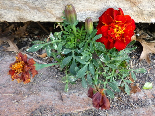 French marigold (Tagetes patula)