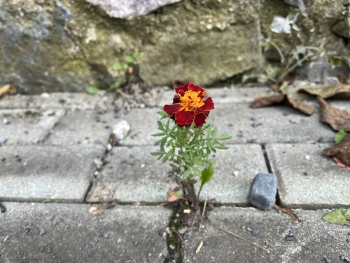 French marigold (Tagetes patula)