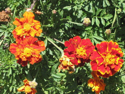French marigold (Tagetes patula)