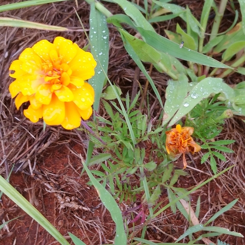 French marigold (Tagetes patula)