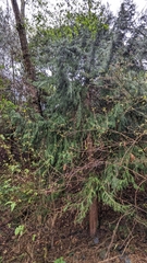 Taiwania (Taiwania cryptomerioides)
