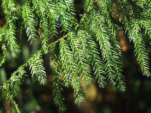 Taiwania (Taiwania cryptomerioides)