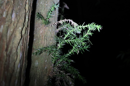 Taiwania (Taiwania cryptomerioides)