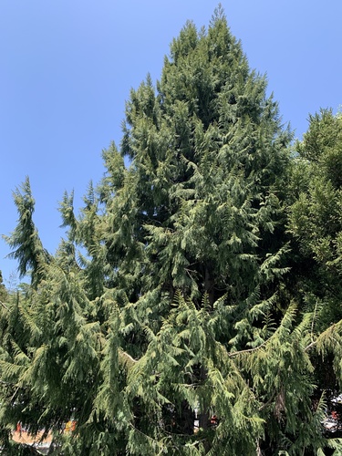 Taiwania (Taiwania cryptomerioides)