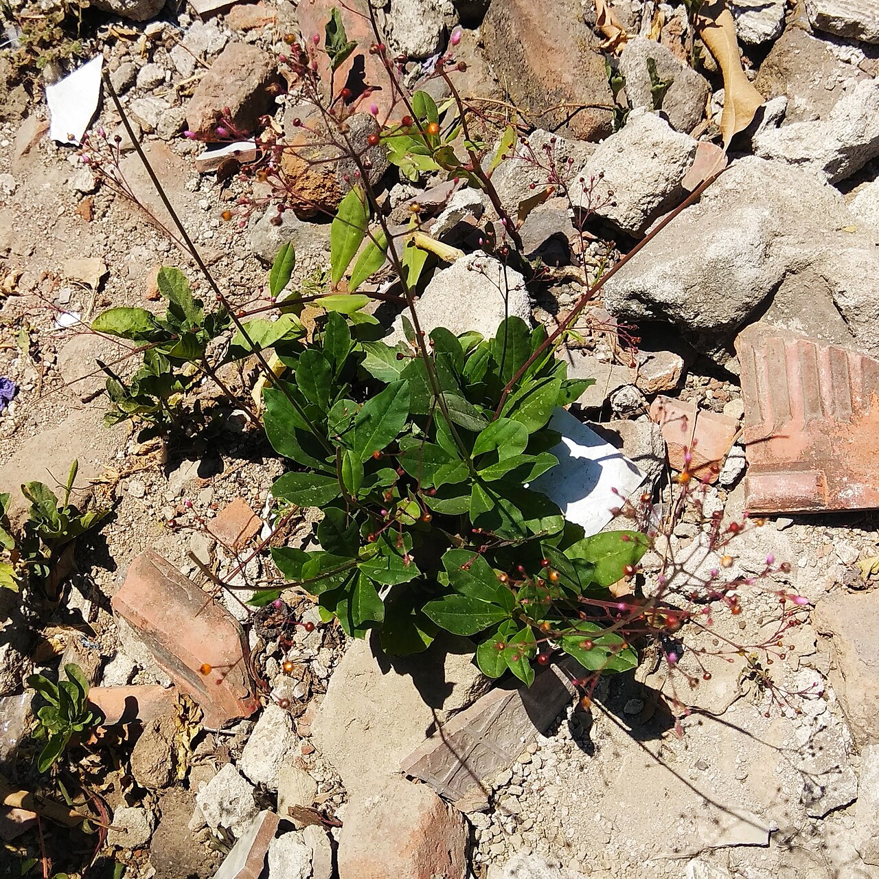 Jewels of Opar: Talinum paniculatum
