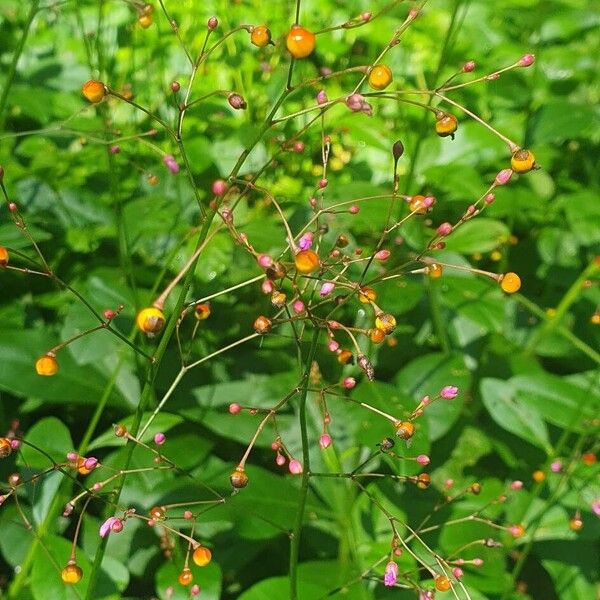 Jewels of Opar (Talinum paniculatum)