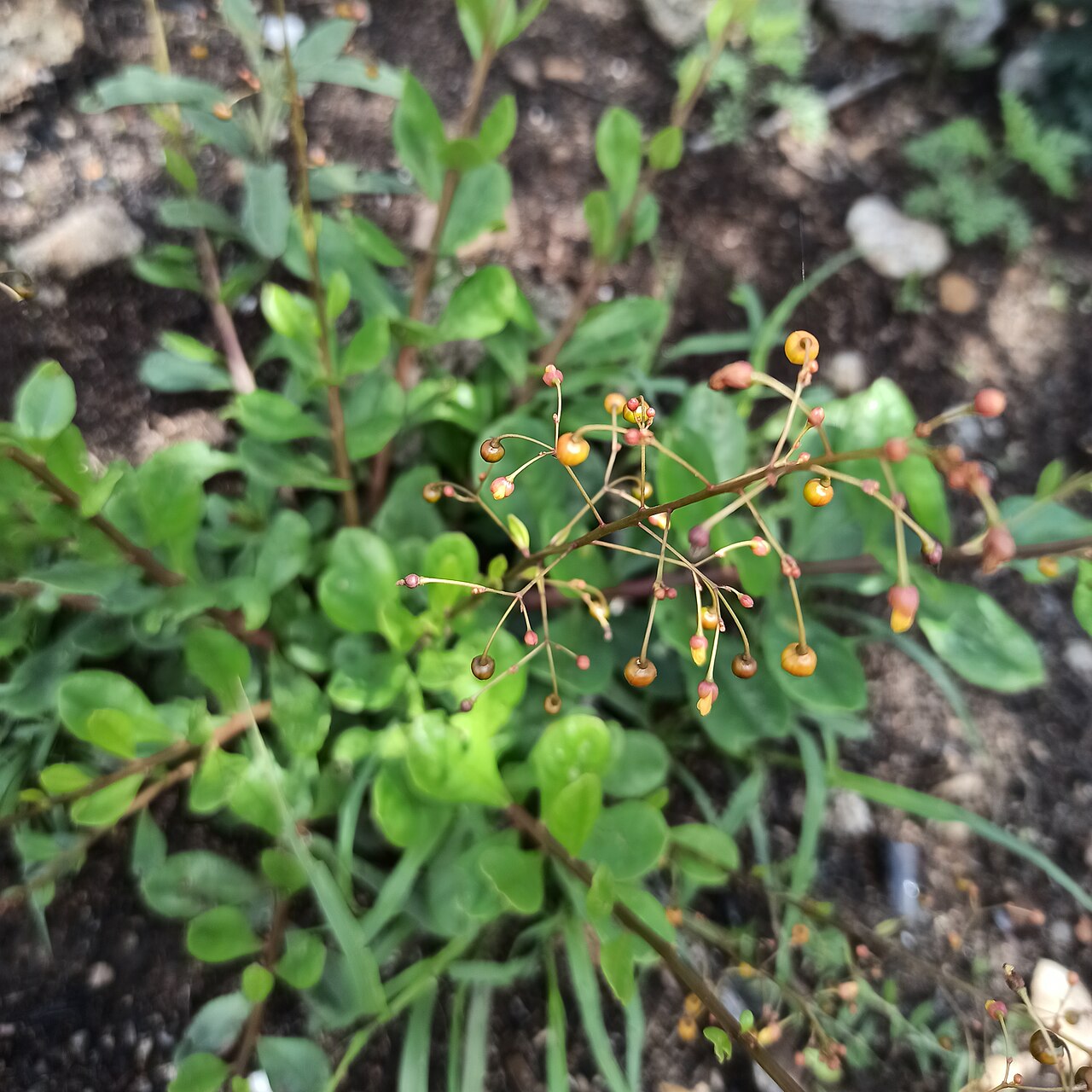 Jewels of Opar: Talinum paniculatum (Familia: Talinaceae).