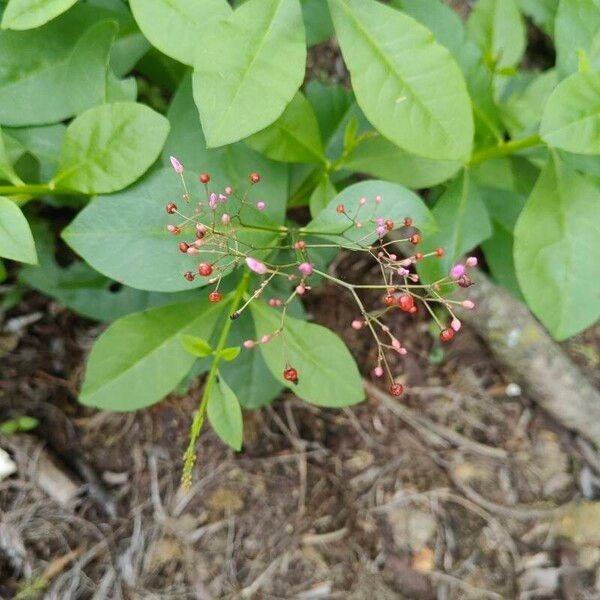 Jewels of Opar (Talinum paniculatum)