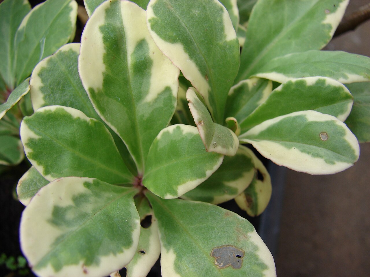 Jewels of Opar: Talinum paniculatum (variegated leaves). Location: Maui, Kula Ace Hardware and Nursery