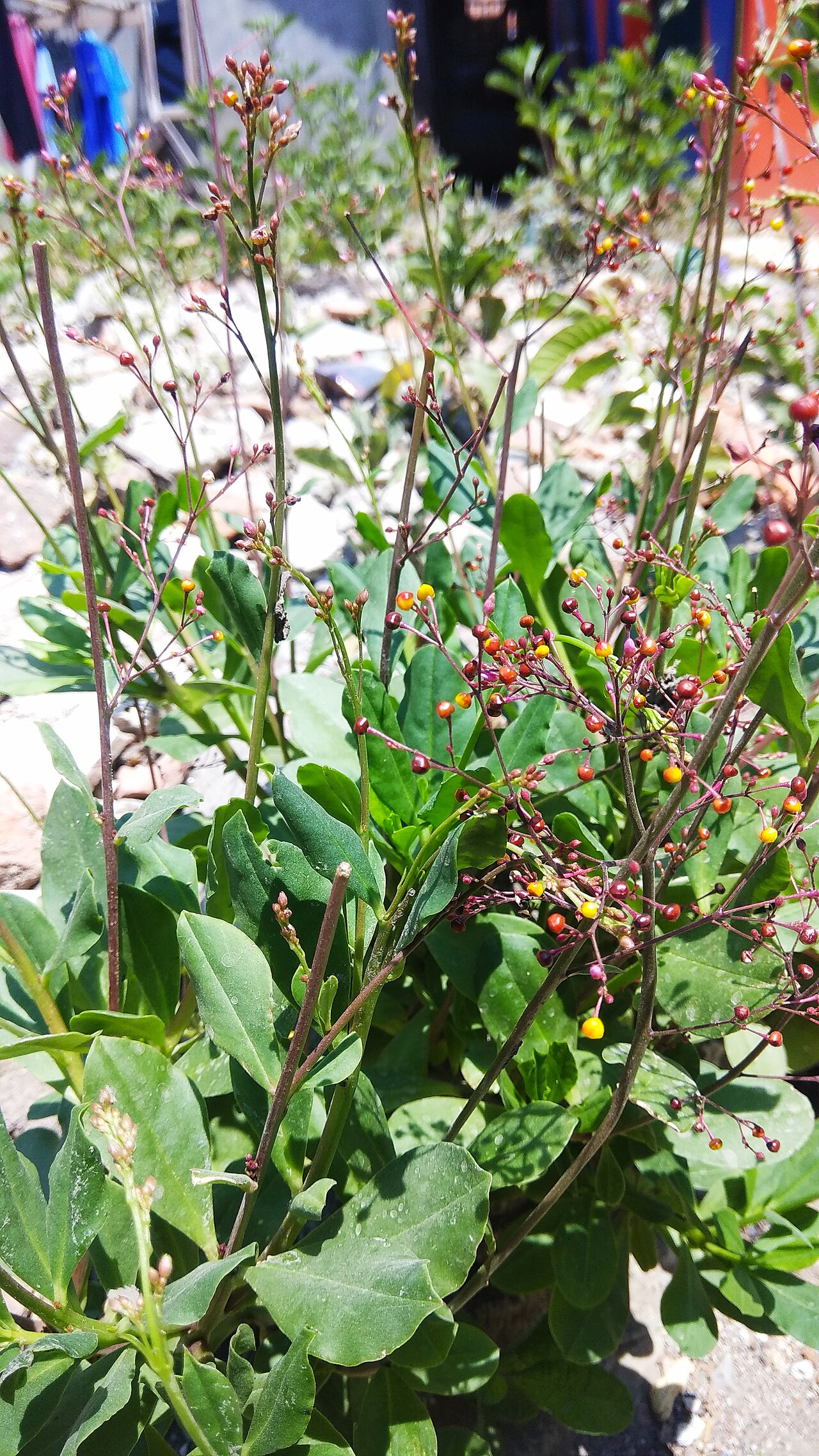 Jewels of Opar: Talinum paniculatum