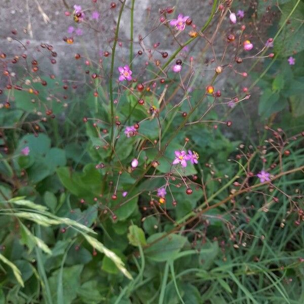 Jewels of Opar (Talinum paniculatum)