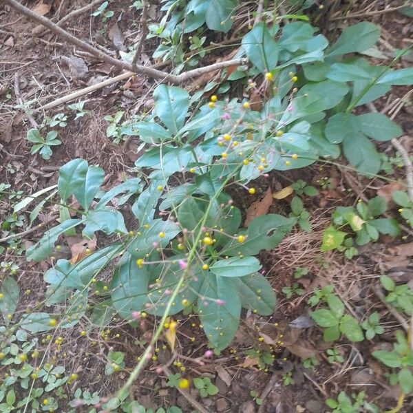 Jewels of Opar (Talinum paniculatum)
