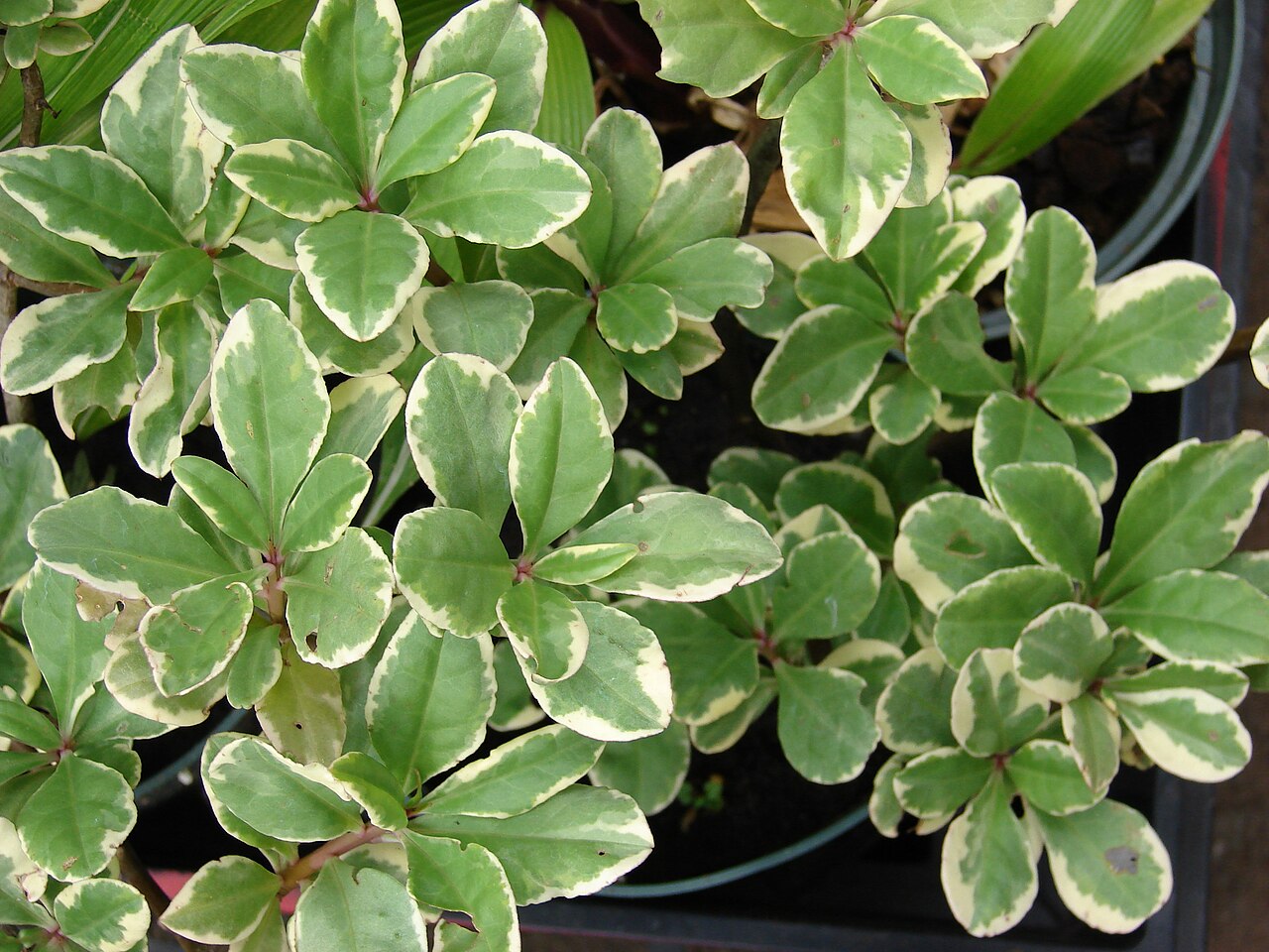 Jewels of Opar: Talinum paniculatum (in pots). Location: Maui, Kula Ace Hardware and Nursery