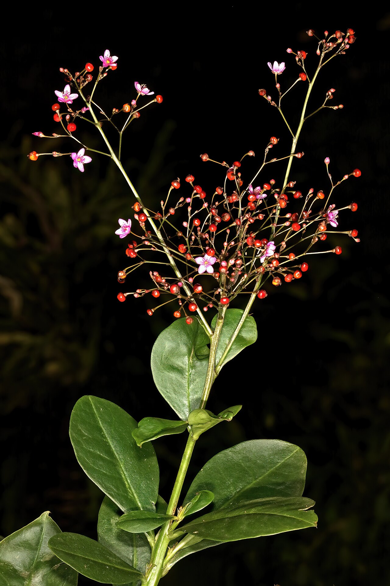 Jewels of Opar: Talinum paniculatum , flowers and developing fruit; naturalised alien, garden in Pretoria, Gauteng, South Africa