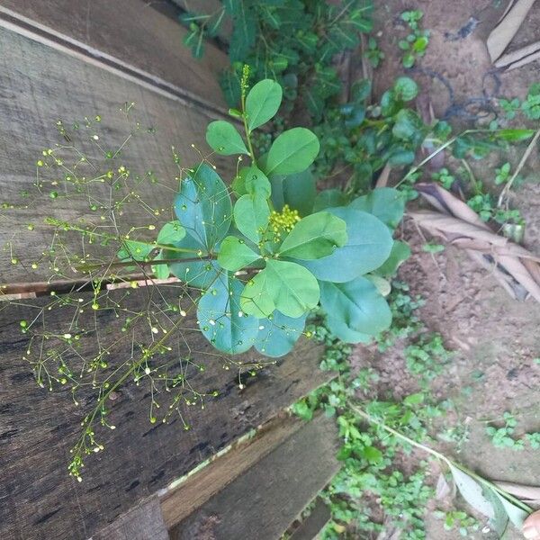 Jewels of Opar (Talinum paniculatum)