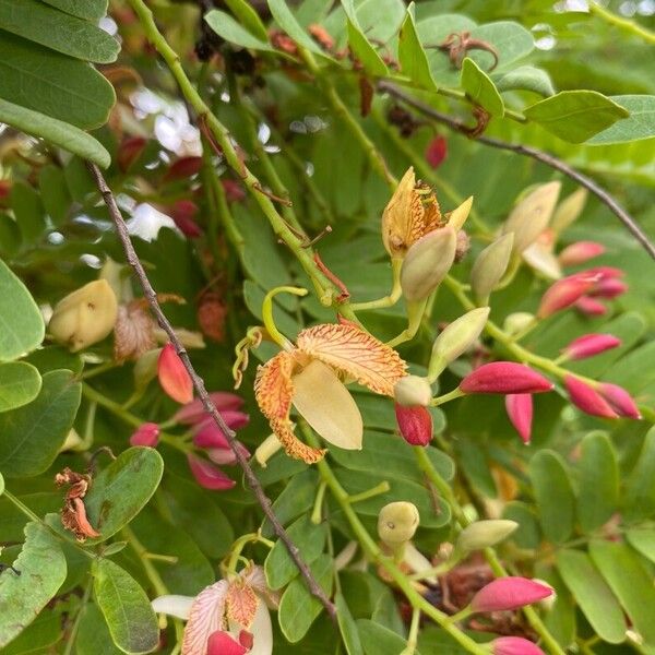Tamarind (Tamarindus indica)