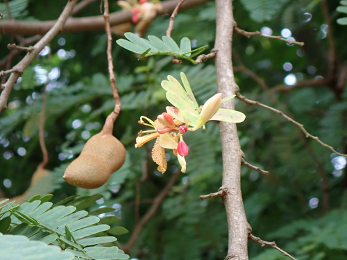 Tamarind (Tamarindus indica)