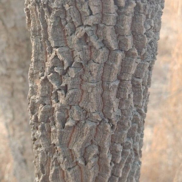 Tamarind (Tamarindus indica)