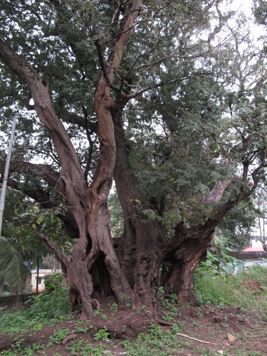 Tamarind (Tamarindus indica)