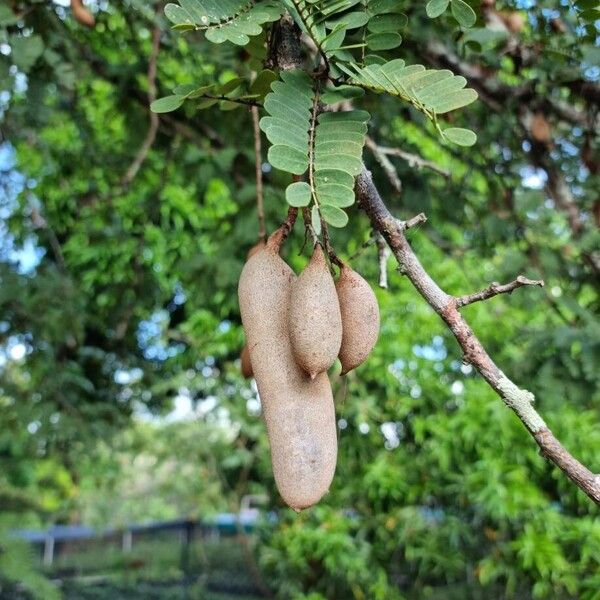Tamarind (Tamarindus indica)