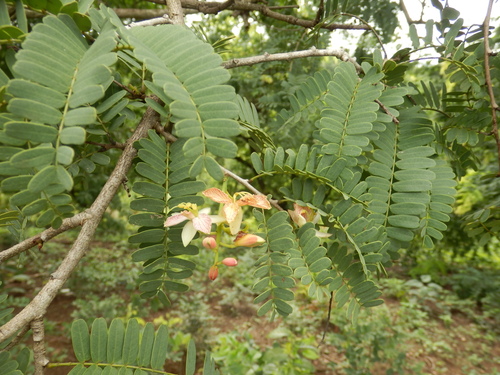 Tamarind (Tamarindus indica)