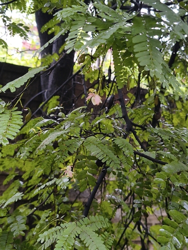 Tamarind (Tamarindus indica)