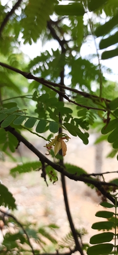 Tamarind