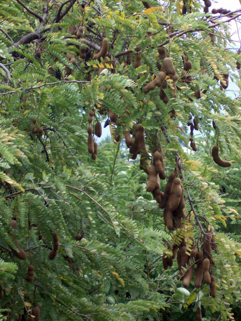 Tamarind: Tamarind tree ( Tamarindus indica ) with pods