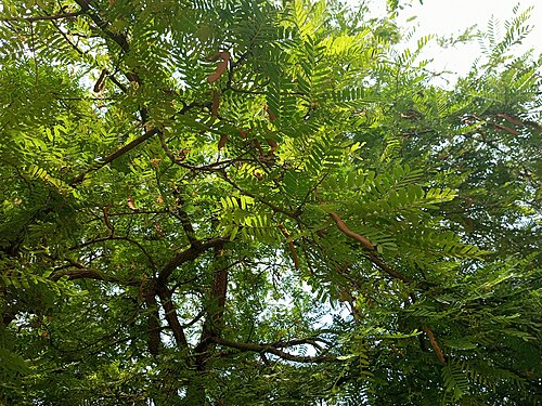 Tamarind: Tamarinier