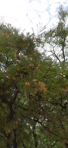 Tamarind (Tamarindus indica)
