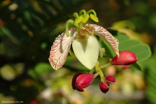 Tamarind (Tamarindus indica)