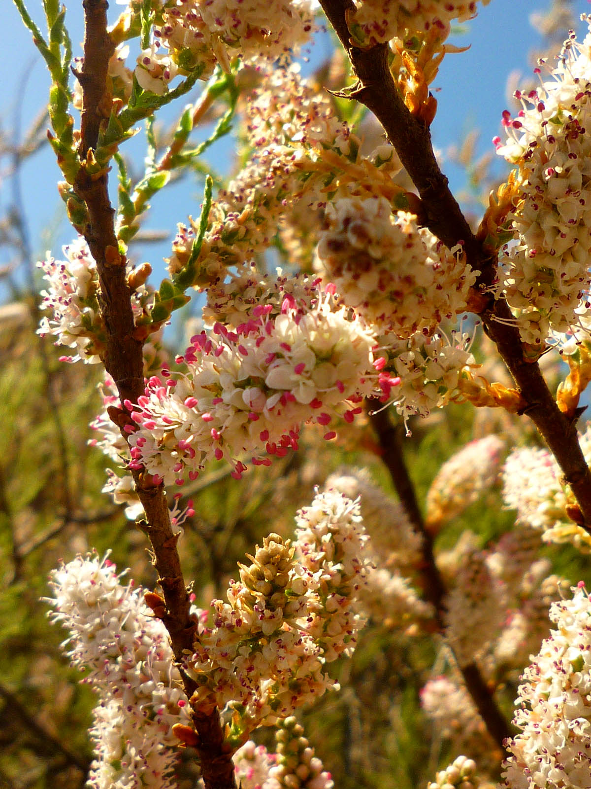 Tamarix boveana: Taray (Tamarix boveana) en Portmán, España.