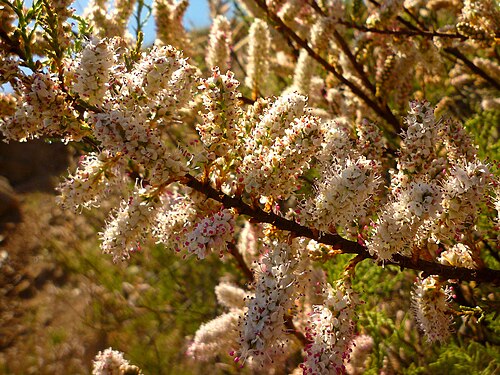 Tamarix boveana: Taray (Tamarix boveana) en Portmán, España.