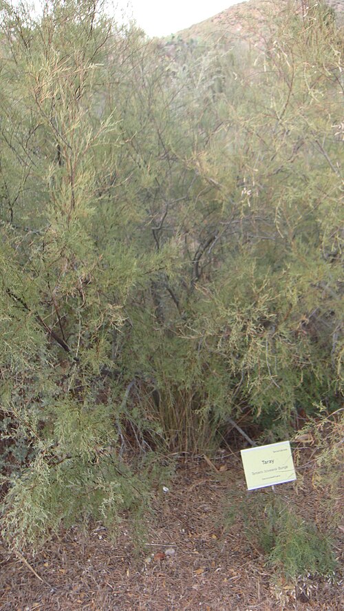 Tamarix boveana: planta en el Jardín Botánico del Albardinal de Rodalquilar, en Nijar, provincia de Almería (España). Se encuentra dentro del Parque natural del Cabo de Gata-Níj