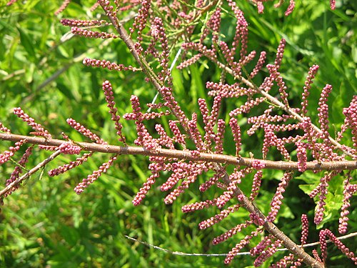 French tamarisk: Tamarix gallica buds in the dune of la baie de Somme