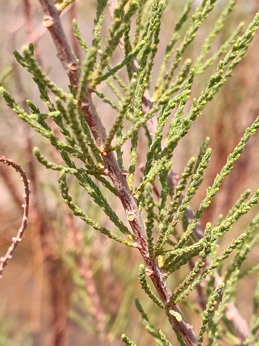 French tamarisk (Tamarix gallica)