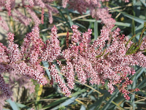 French tamarisk: Tamarix gallica flowers in the dune of la baie de Somme