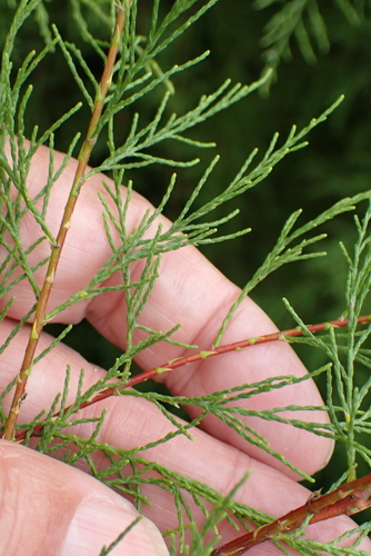 French tamarisk (Tamarix gallica)