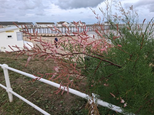 French tamarisk (Tamarix gallica)