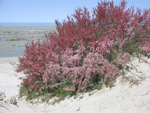 French tamarisk: Tamarix gallica in the dune of the baie de Somme
