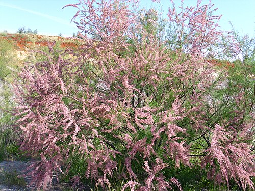 French tamarisk: Tamarix gallica Habit Campo de Calatrava Spain