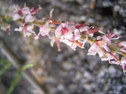 French tamarisk: De foto toont een bloementakje van de Franse tamarisk. Ik nam deze foto op 25 mei 2005 op de Leyweg in den Haag . This photo shows a flowered branch of Tamarix