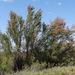 French tamarisk (Tamarix gallica)